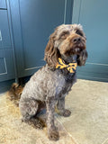 Orange Bats Bow - Medium