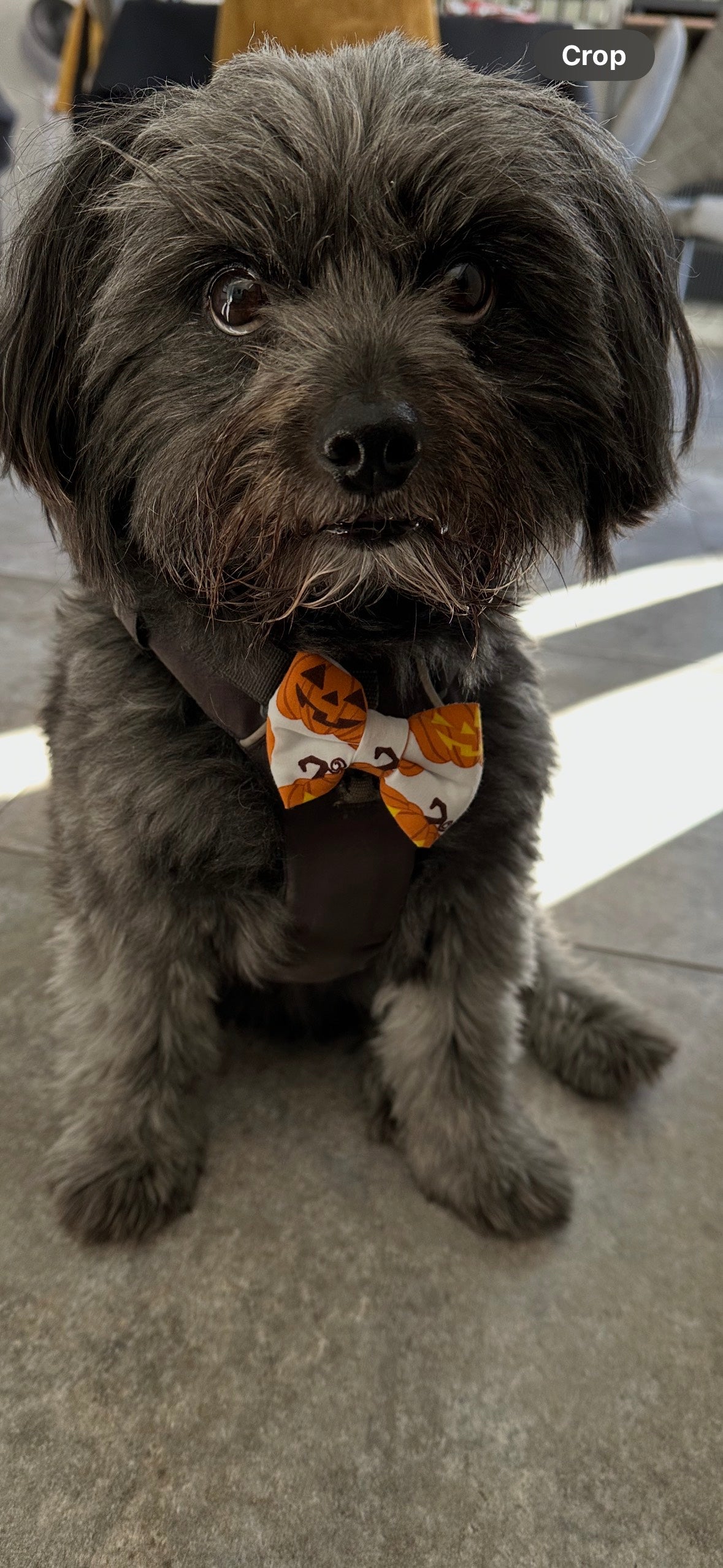 Jack-O-Lantern Pumpkin Bow - Small