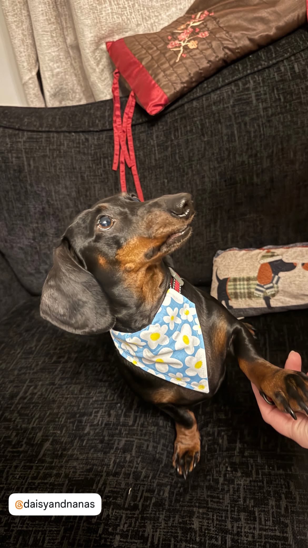 Blue Daisy Bandana - Extra-Small