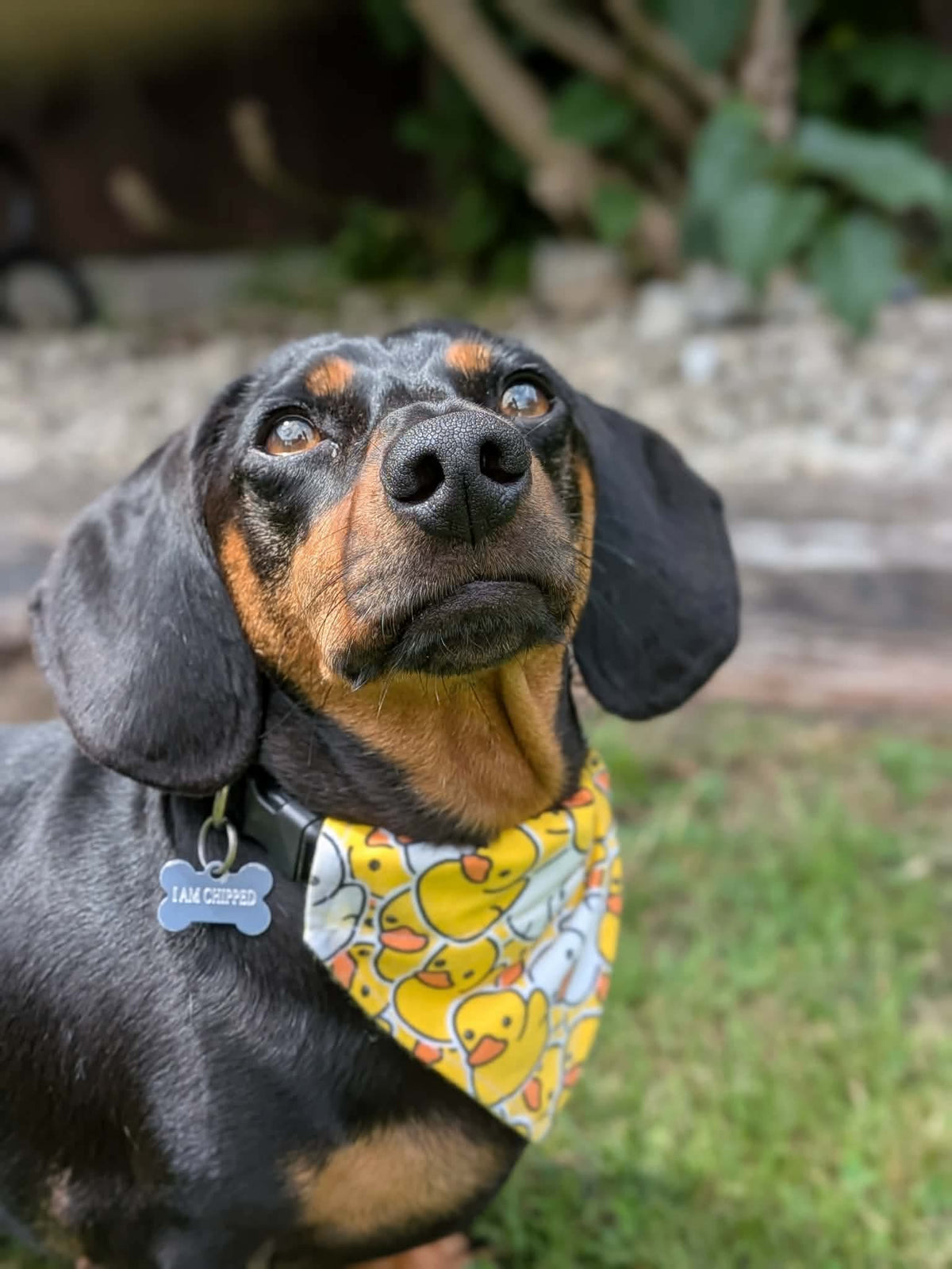 Rubber Duck Bandana - Extra-Small