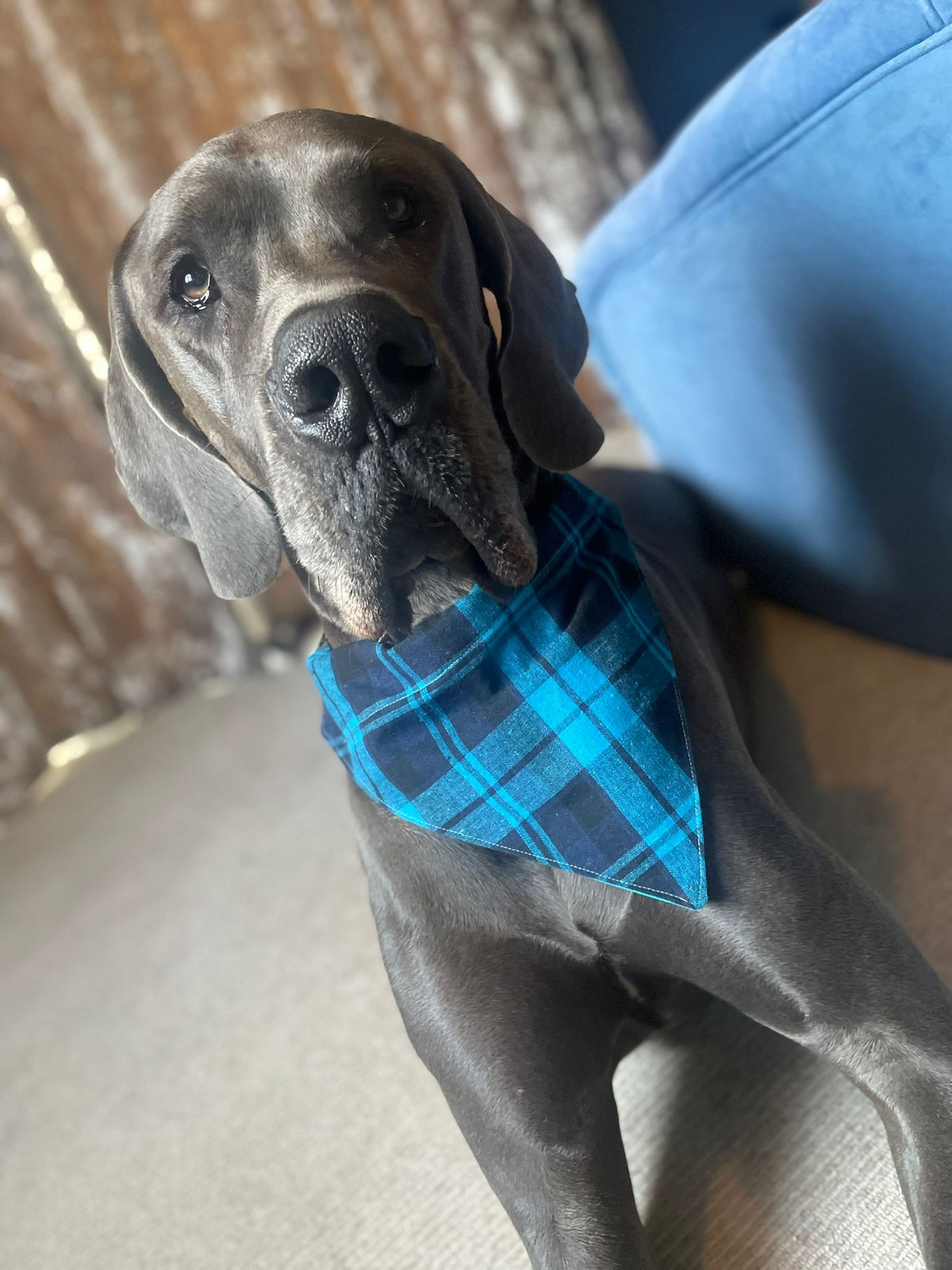 Blue Check Bandana - Large