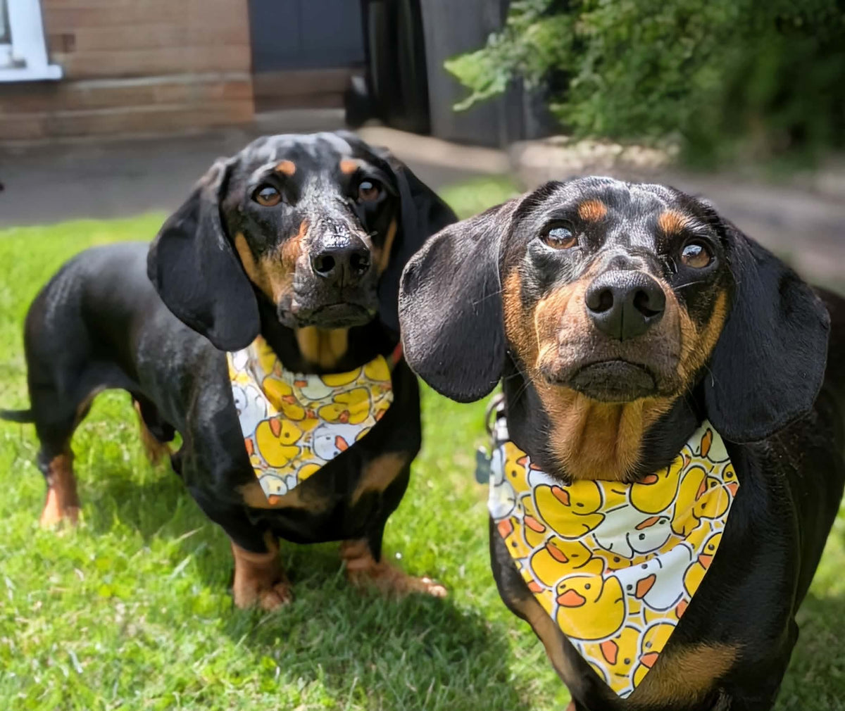 Rubber Duck Bandana - Extra-Small