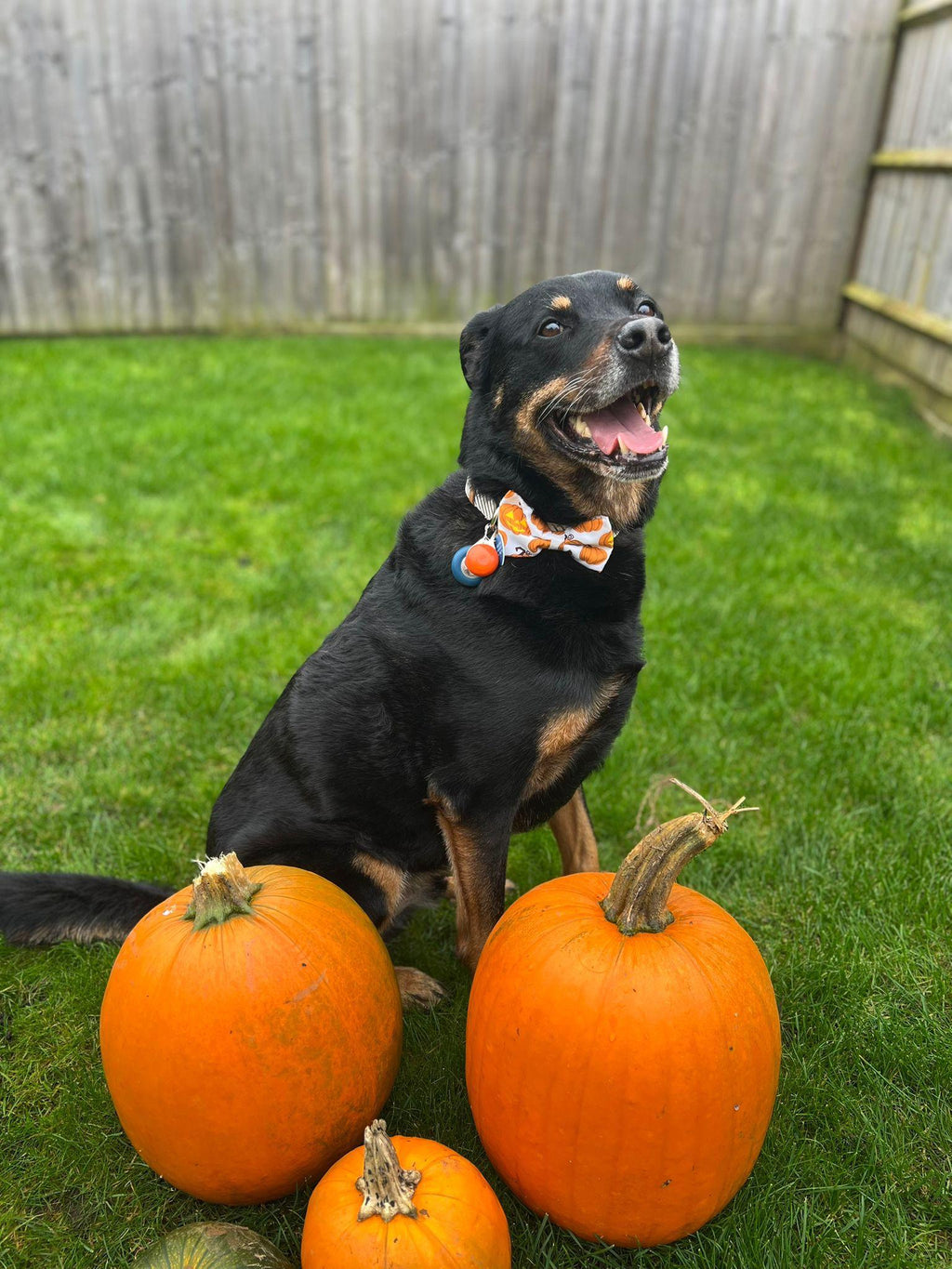 Jack-O-Lantern Pumpkin Bow - Large