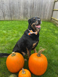Jack-O-Lantern Pumpkin Bow - Large