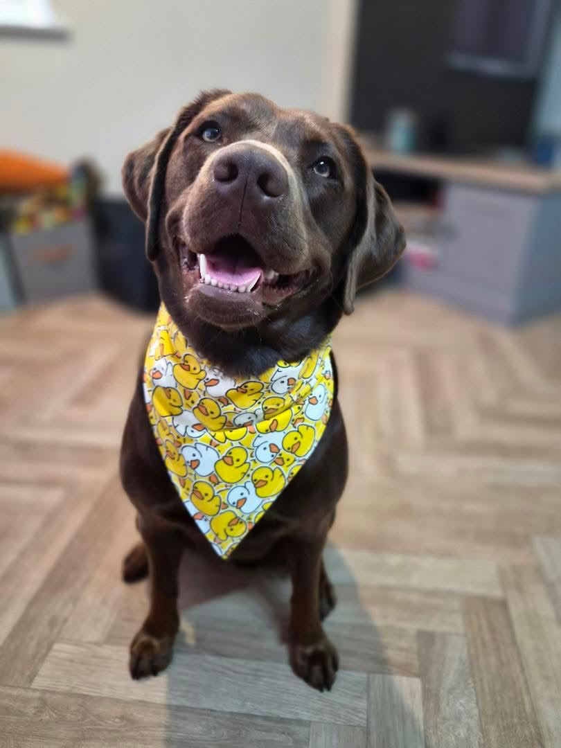 Rubber Duck Bandana - Large