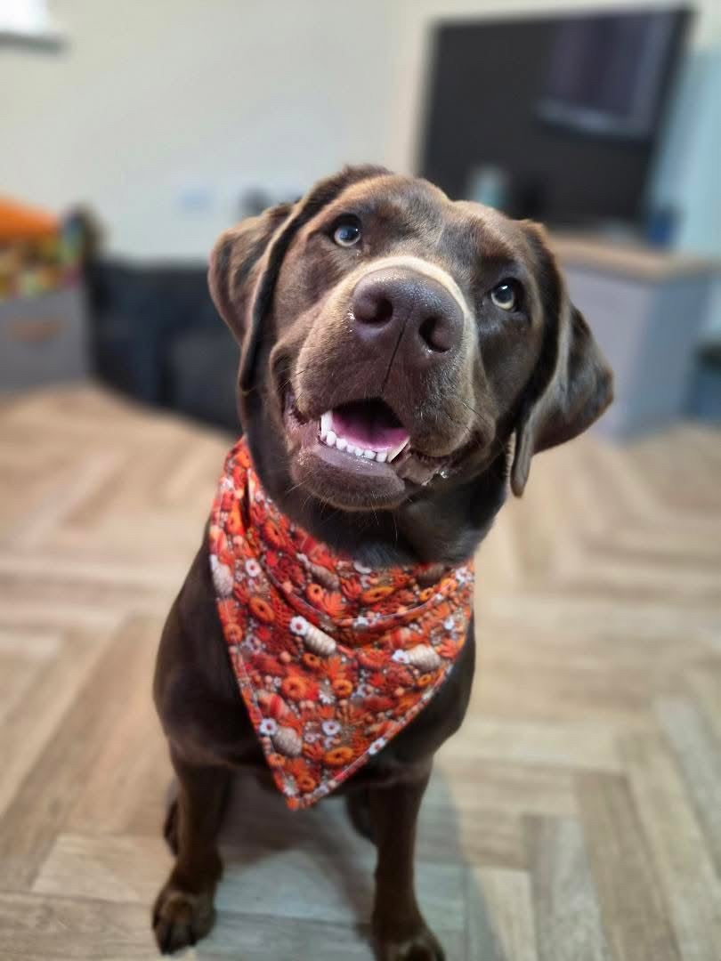 3D Pumpkin Bandana - Large