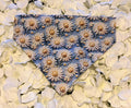 Blue Daisy Bandana - Small