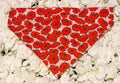 Red Poppy Bandana - Medium