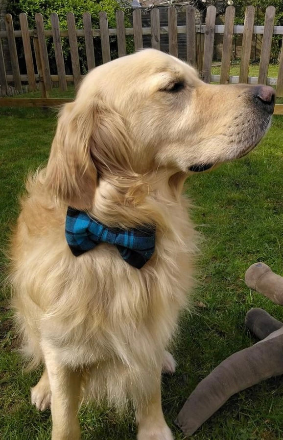 Blue Tartan Bow - Large