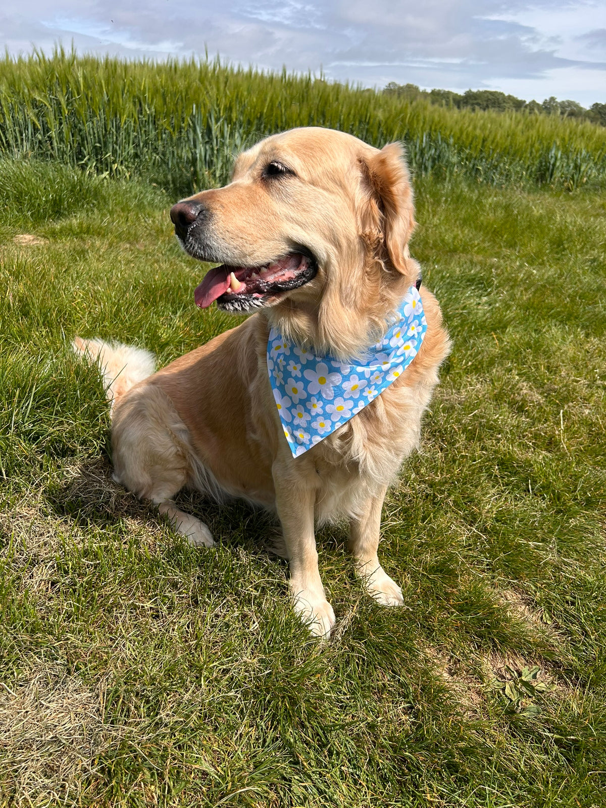 Blue Daisy Bandana - Large
