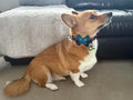 Blue Tartan Bow - Small