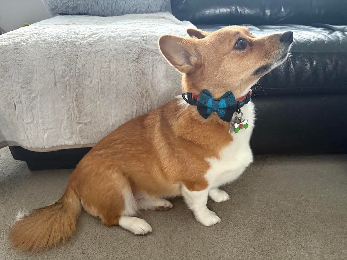Blue Tartan Bow - Small